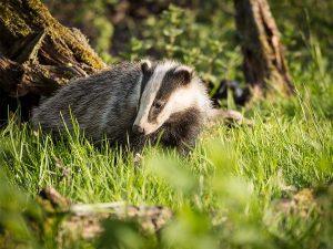 a badger