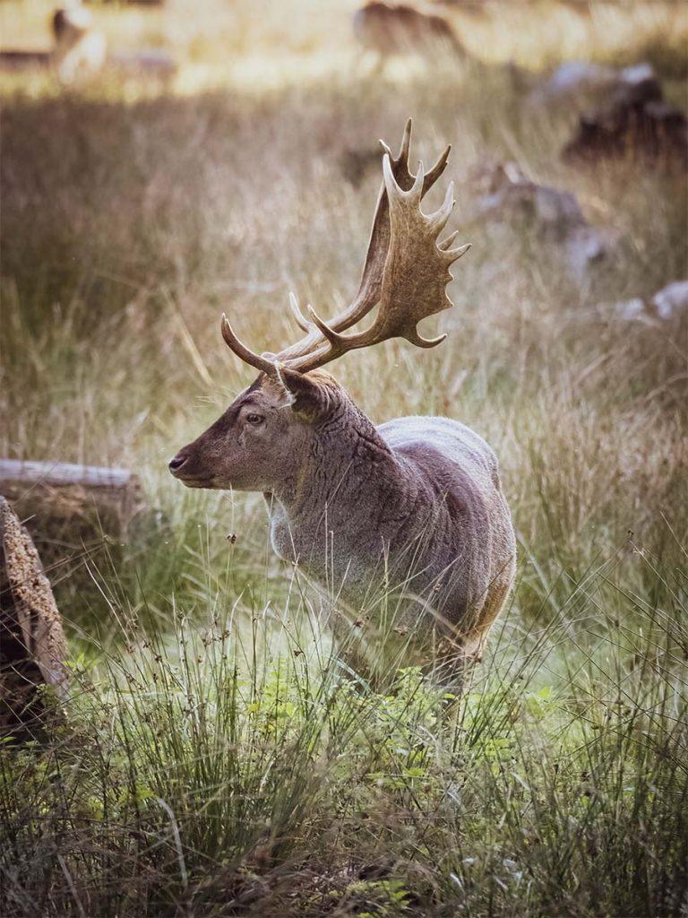 red deer