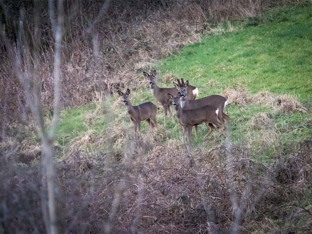 four deer