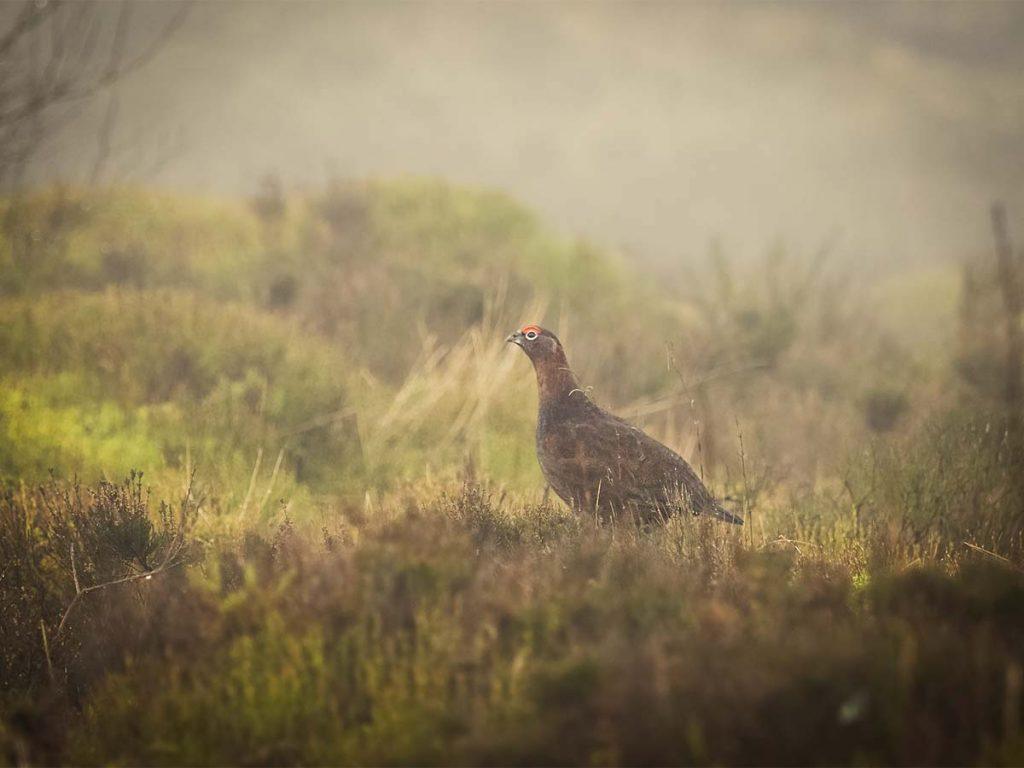 picture of a grouse