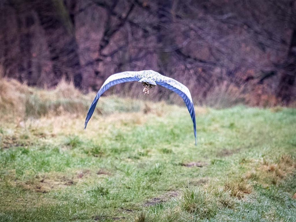 heron flying away