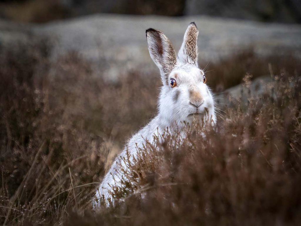 image of mountain hare