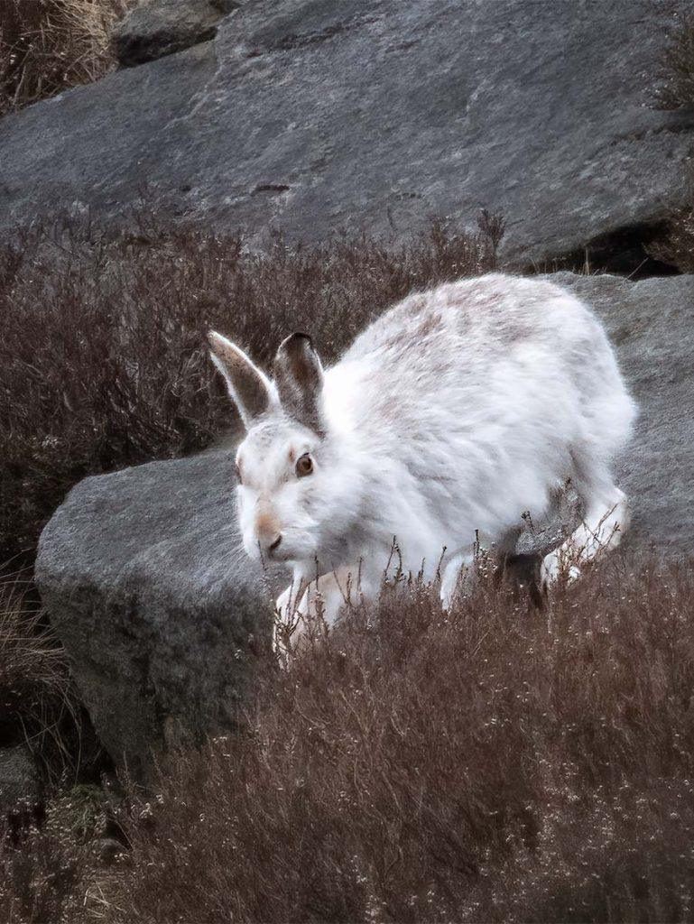 a mountain hare