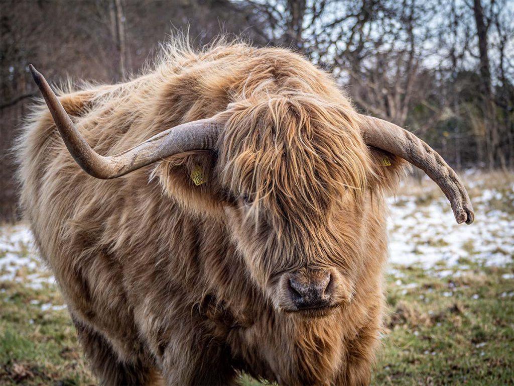 highland cattle