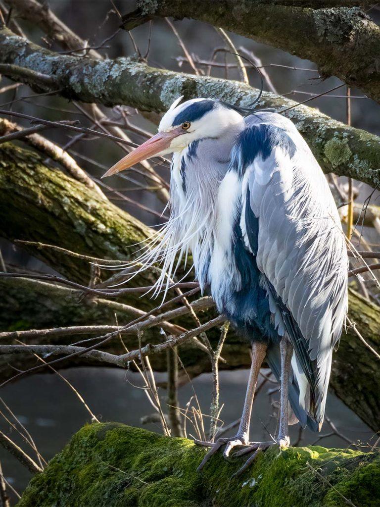 heron