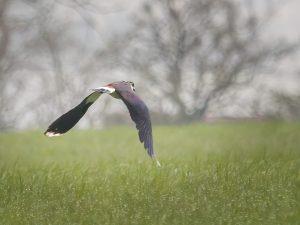 lapwing in flight
