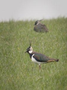 lapwing