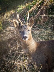 roe buck