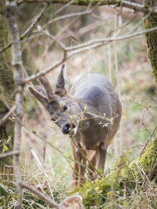 roe buck
