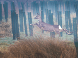 roe deer running