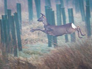 roe deer running