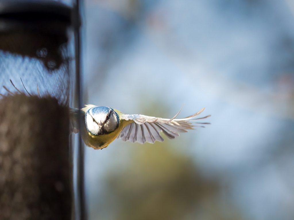 blue tit in flight