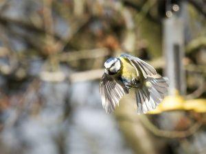 blue tit in flight