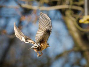 nuthatch in flight