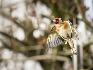 goldfinch in flight