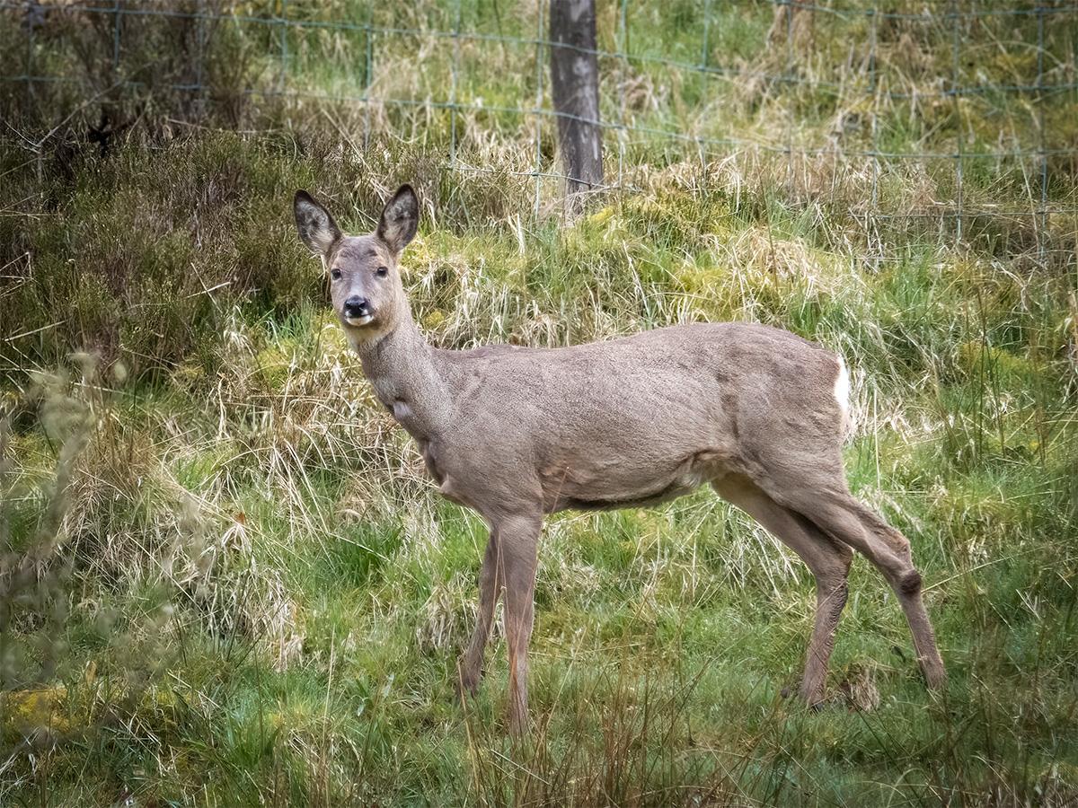 Roe Deer - The Deer Diaries