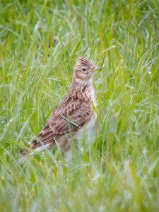 skylark