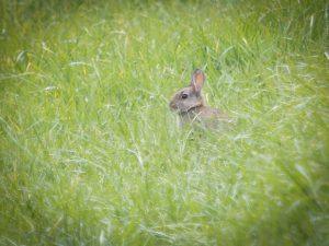 leveret - baby hare
