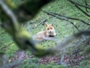 fox lying down