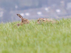 hares