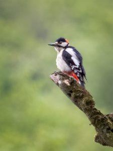 juvenile great spotted woodpecker