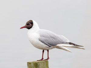 black headed gull