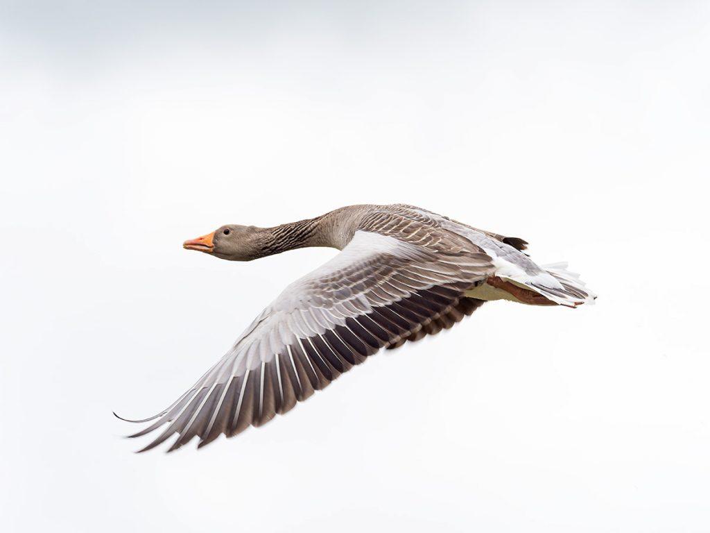 greylag goose flying