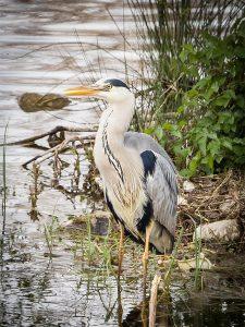 heron
