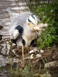 heron eating prey
