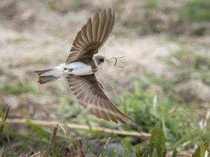 sand martin flying