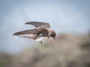 Sand Martin flying