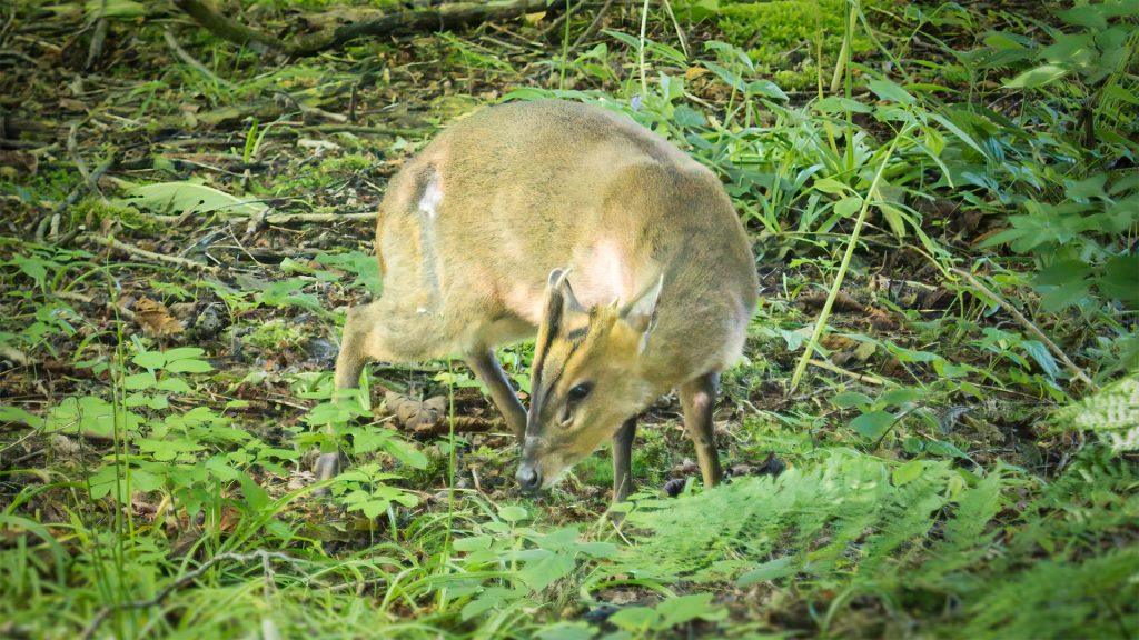 Muntjac