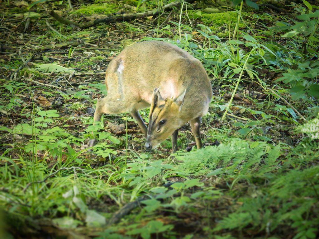 Muntjac