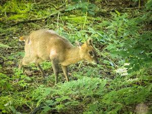 Muntjac