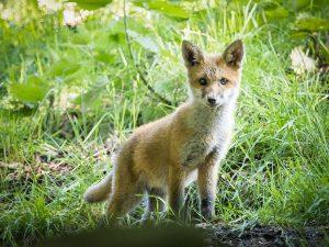 fox cub