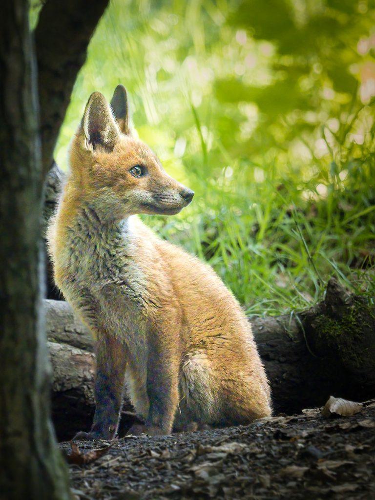 fox cub sitting by a tree