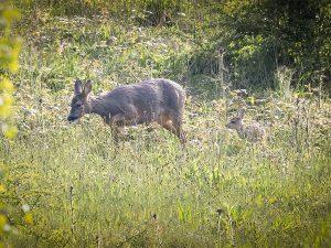 roe deer with fawn