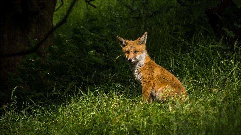fox cub sitting on grass