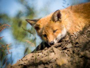 fox cub lying down