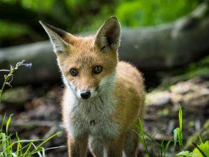 fox cub up close
