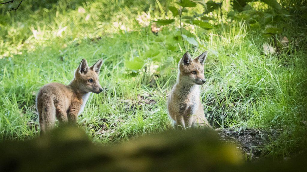 two fox cubs
