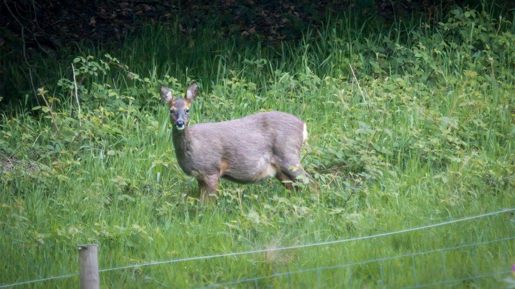 pregnant roe deer