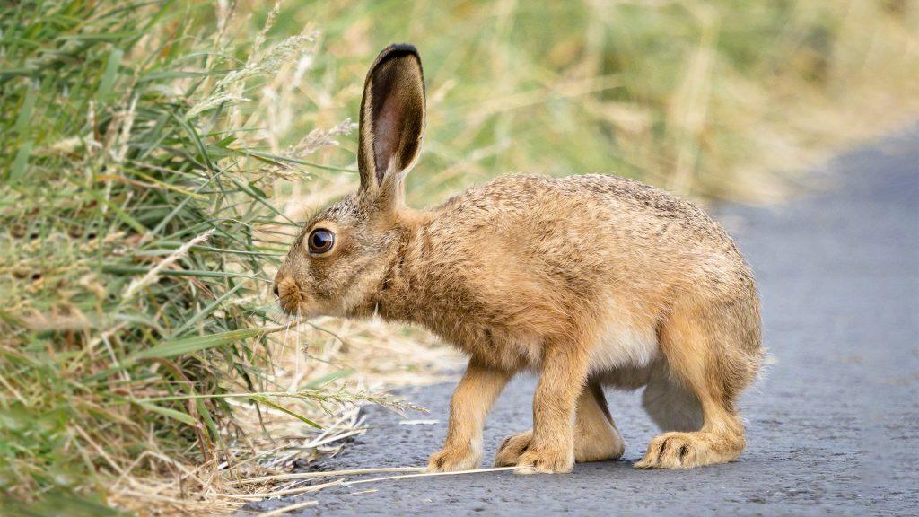 picture of a Hare