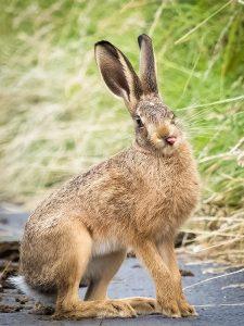 hare sticking out tongue
