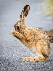 hare cleaning itself