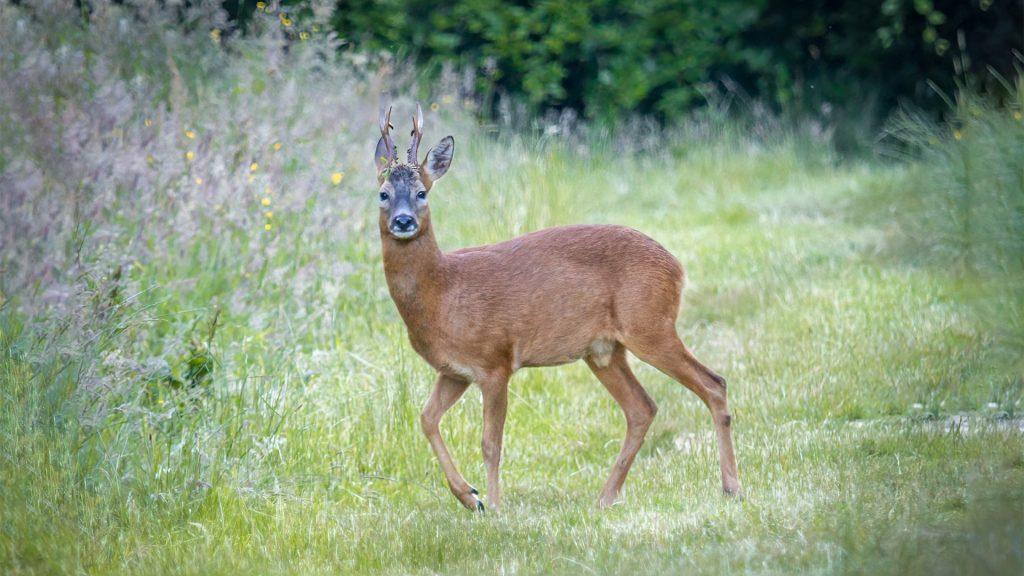 Roe Buck