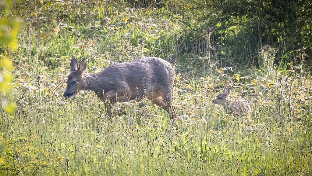 Roe deer doe and kid