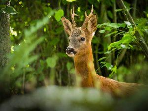 Roe deer