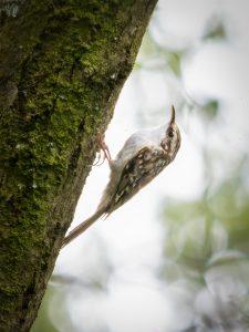 treecreeper