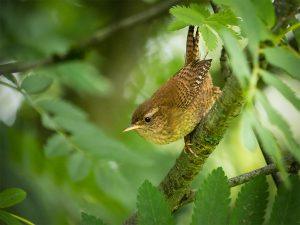 wren in a tree